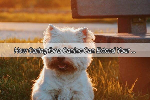 How Caring for a Canine Can Extend Your Lifespan The Surprising Truth About Dog Ownership and Longevity